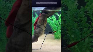 Touching an Electric Eel! #electriceels #electriceel