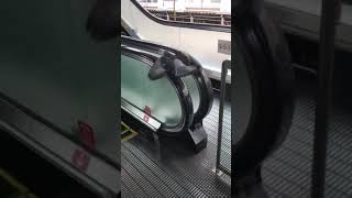 エスカレーターを使う鳩【面白動物】
