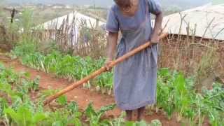 Agribusiness Incubation in South Africa
