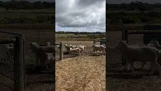 The twins love to question authority #shorts #sheep #questionauthority