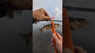 Catching a Yellow Perch with Eurotackle Fat Assassin Soft Plastic Fishing Lure | ASMR