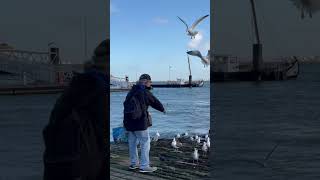 Man feeds seagulls in Lisboa - Portugal
