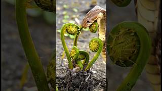 The beautiful cobra snake is eating fern #cobrasnake #snakevideo