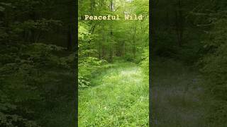 peacefulwild#beautyofnature #nature #relaxingmusic #relax #naturephotography #naturepictures