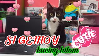 🥰si gemoy kucing hitam lagi makan 🥰