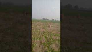 |potato agriculture in Bihar X rockstar| #farmer #farming#bihar #india #world #god #shorts #yt #vir