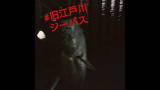 旧江戸川 常夜灯公園     夕練なんです🎣🎣🎣    #旧江戸川シーバス #湾奥 #湾奥河川 #シーバスゲーム #シーバスフィッシング