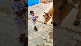 My cow comes and feeds me milk #merigaiyaaatihai #cowvideos #gaiyamerigaiya #cow #cows