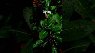 🥀Pasoori song slowed reverb status ✨|lyrics Whatsapp status|#shorts #nature
