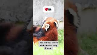 Red Pandas' Coffee Addiction ☕🦝#AdorableRedPandas #FurryFiesta #PawsomeMoments #CuteOverload