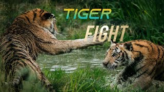 Video of animals and birds in the Amazon jungle.