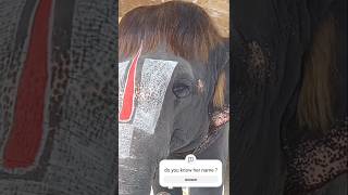 Beautiful elephant with long hair  😍.#shorts