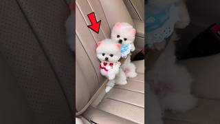 Cute puppy | Pomeranian Dog | teacup dog #shorts #trending #india #cuteanimal #pets #cutedog