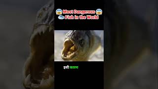 Most Dangerous Fish in the world | #piranahas #dangerousfacts