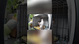 Dog in surveillance camera o #funny #dog #animals