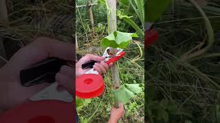 #Agriculture rural areas and farmers#Creative inspiration#Douyin helps farmers