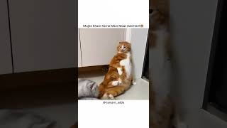 kaamchor❌ #cat #relatable #aestheic #funny #memes #shortvideos #popular #cute #comedy