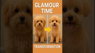 Glamour Time: Check out this furry little guy's transformation! 😍✂️ #PetMakeover, #PetGrooming