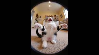 Billi wala cartoon#gareebkisankihindikahani #gareebkasapna #shortsfeed #gareebkasapna £#akhariumi