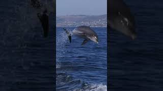 "Top 3 animals that never sleep 😴 | Animals That Never Sleep in Hindi" #AnimalFacts #NoSleepAnima...