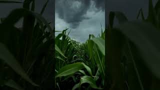 Lost in the cornfield again #calmbeforethestorm #storm #rollingthunder