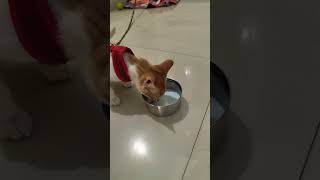 Milk time #kittenadventures #kittenlove #funlearningactivities #purrfectcompanion #kittenfood
