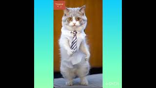 Comedy cat hit show #bangladeshisong #tiktokviralsong 👍🏻👍🏻👍🏻 #bata_vora_pan