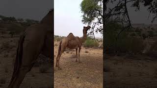 Camels Desert #Camels #DesertLife #Wildlife #NatureLovers #CamelLovers