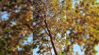 kho gaye ham kahan | Whatsap status video | Ishan's Music