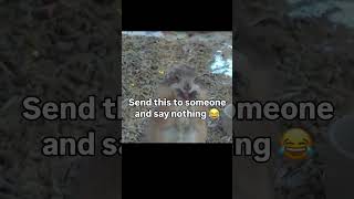 send this to your buddy