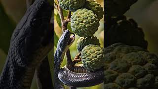 “Whisper of the Pink Serpent: The Custard Apple Harmony #PinkSerpent #CustardApple #NatureCinematic