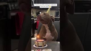 How does your dog react on his birthday?🎂🎁😂#dog #dogbirthday #pets #cutedog #funnydogs #birthday