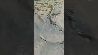 🌊🏞️.                                               #nature #games #mydayinmylife