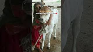 vrindavan 💛 #vrindavan #vrindavandham #viral #shorts  #vrindavantemple #krishna #radhakrishna #v