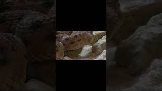 🐍 SNAKE 🐍#SHORT #SHORTS #VIRAL #SNAKE #CUTESNAKE #SNAKESHORTS #SNAKESHORT #SHORTSSNAKE #SHORTSNAKE