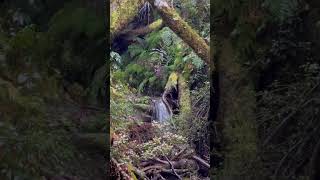 Just need the sound of rain in the forest to feel whole again. #RainyDay #ForestVibes #NatureLovers