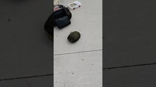 Turtle, is whats for dinner?