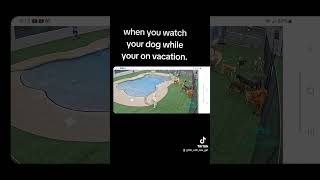 #dog #vacation #petparadise
