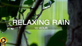 10時間 |睡眠のための雨音|瞑想 |研究 |フォーカス |スパ |落ち着いた背景の雰囲気