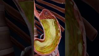 How dangerous is the acid in our