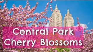 Central Park, Cherry Blossom Spring NYC  vlog😘
