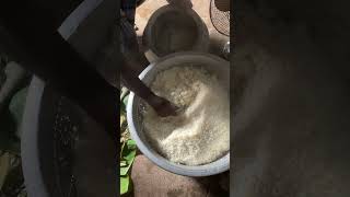 Rice 🌾 #ytshort #ytshorts #ytviralshorts #youtubeshort #youtubeshorts #yttrendingshorts #ytreels