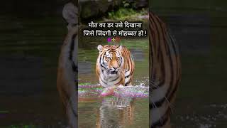 motivations #shorts #attitude #viral #status #tamally#quotes  #whatsappstatus #lionattitude #sayari