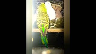 🐦💓🐦#CoupleKissingVideo#budgies#lovebirds#parrots