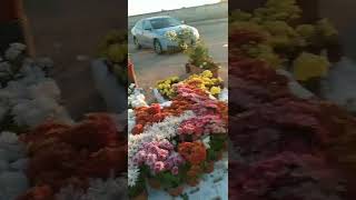 🇸🇦🇸🇦🇸🇦Beautiful flowers in Saudi Arabia#flowers#shorts#shortsvedio