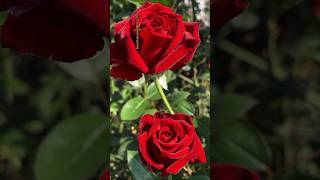 Lovely Red Rose #rose #redrose #viral #naturelove #trendingshorts