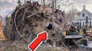 墓地の切り株で衝撃的な発見