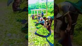 এত সুন্দর সুন্দর ছরি বাগানিদেখে #funny