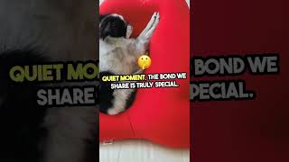 Adorable Pet Moments You Can't Miss! #cat #petjoy #petparadise