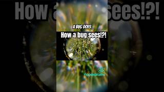 How Bugs See the World Will Blow Your Mind#sciencefacts #facts
